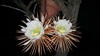 flor